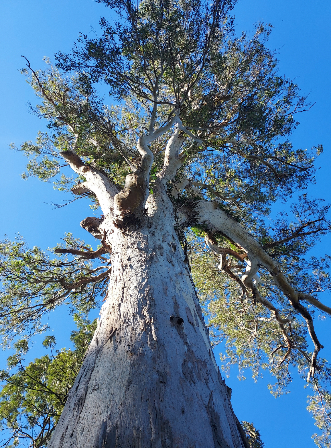 blue gum sundown reserve